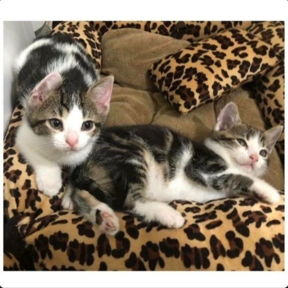 Thank you for visiting my closet. Offers welcome - Picture 3 of 6